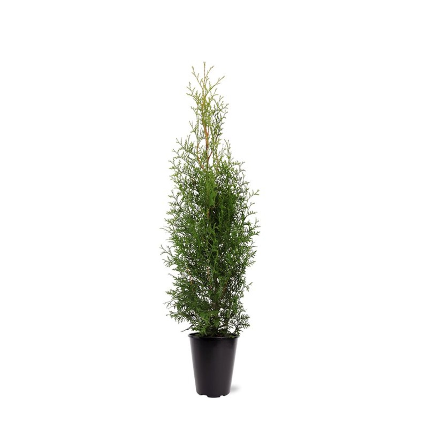 Thuja occ. 'King of Brabant' - C5 80-100 CM